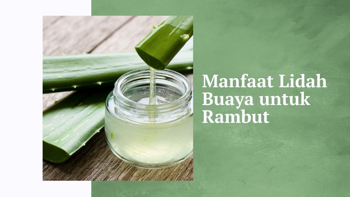 Lidah Buaya Solusi Ampuh Untuk Rambutmu Yang Bermasalah